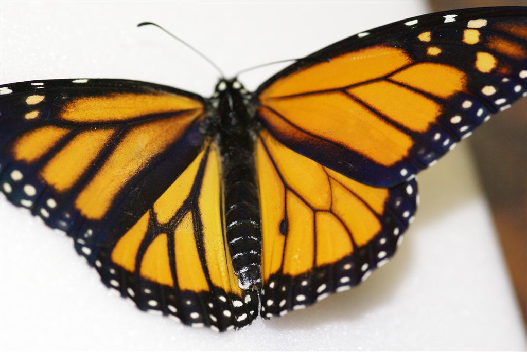 Danaus plexippus gynandromorph (Internet Image property of respective owner, non-commercial use only)